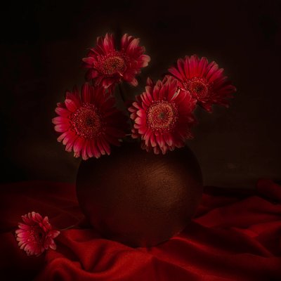 Moody Gerbera Still Life by Cicek Kiral