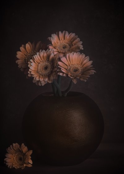 Moody Peach Gerberas by Cicek Kiral