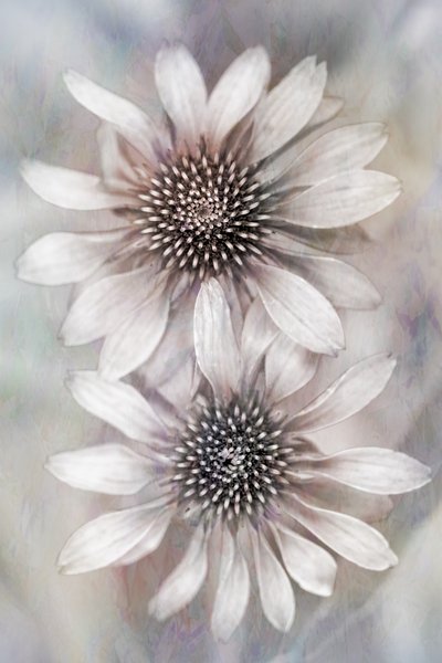 Soft Dreamy Coneflowers by Cicek Kiral