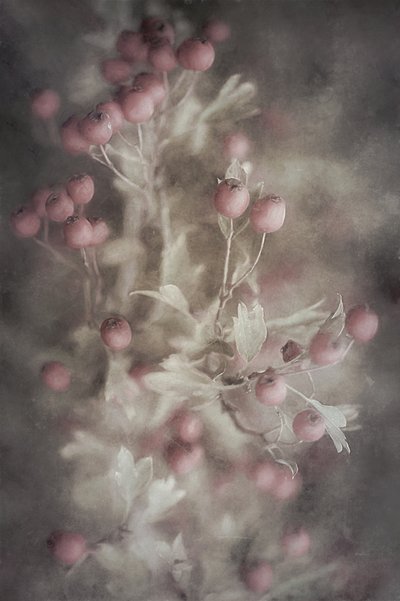 Soft Pink Hawthorn by Cicek Kiral
