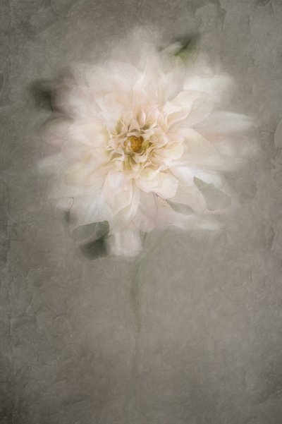 Soft White Bloom by Cicek Kiral