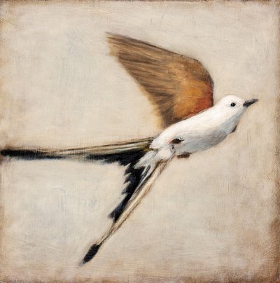 White Bird in Flight by Claire Lerner