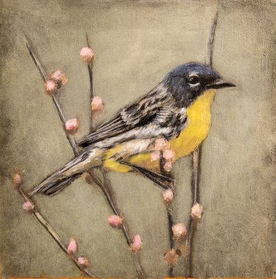 Yellow Warbler on Branch by Claire Lerner