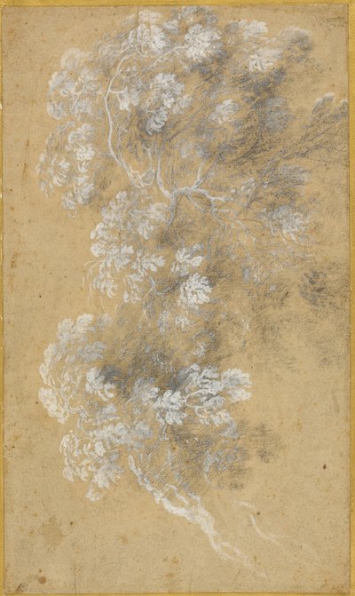 Sketch of Foliage and Branches by Claude Lorrain