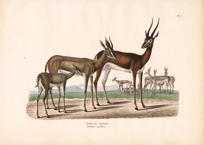 Arabian Oryx in Semi-desert by Conrad Kull