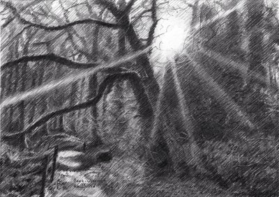 Sunlit Forest Path by Corné Akkers