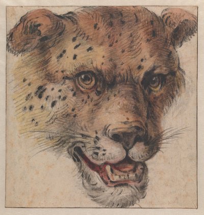 The Head of a Leopard by Cornelis Saftleven