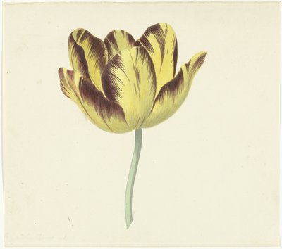 Tulip Named Bizard Le Febure No. 1 by Cornelis van Noorde