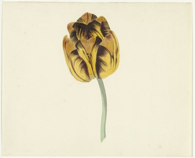 Tulip Named Bizard Leodie by Cornelis van Noorde
