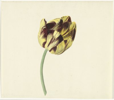 Tulip Named Bizard Pontifex Romanus by Cornelis van Noorde