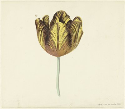 Tulip Named Bizard Sub. A by Cornelis van Noorde