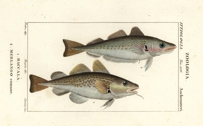 Cod fish and whiting by Corsi Corsi