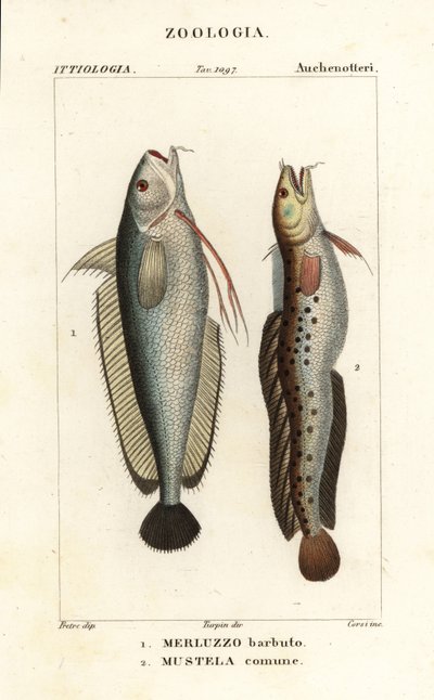 Forkbeard, Phycis phycis and fivebeard rockling, Ciliata mustela by Corsi Corsi