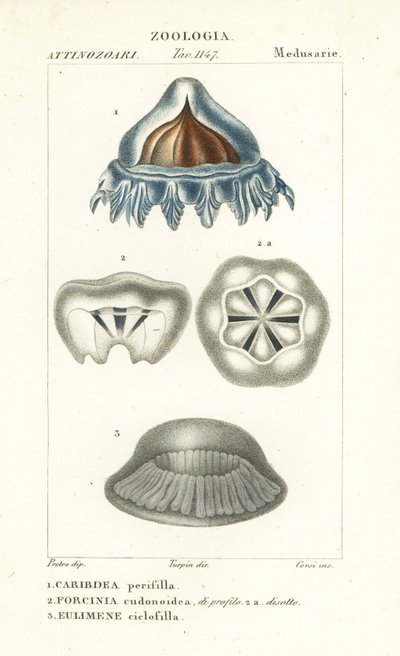 Helmet Jellyfish, Periphylla periphylla 1, Phorcynia cudonoidea 2, and Eulimene ciclophylla 3 by Corsi Corsi