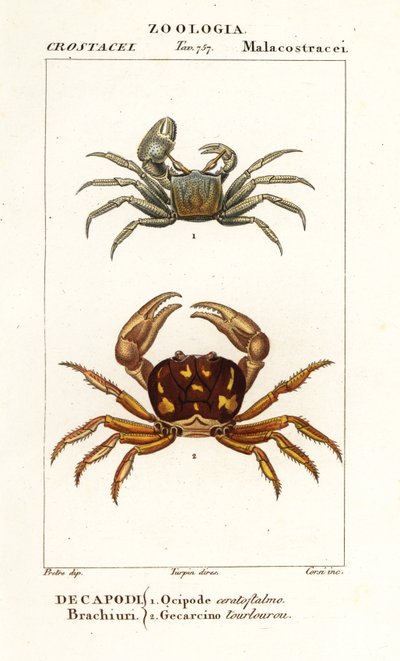 Horned Ghost Crab and Zombie Crab by Corsi Corsi