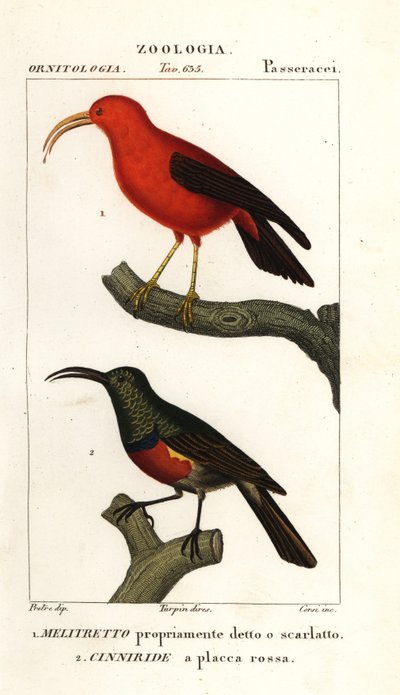 Iiwi and greater double-collared sunbird by Corsi Corsi