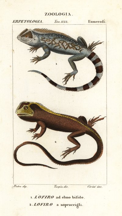 Lyreshead Lizard, Lyriocephalus scutatus 1 and Diving Lizard or Mophead Iguana, Uranoscodon superciliosus 2 by Corsi Corsi