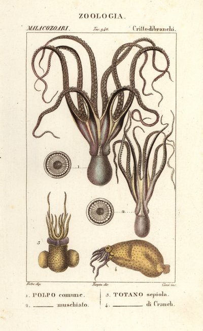 Octopus and Squid Species by Corsi Corsi
