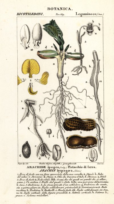Peanut or Groundnut, Arachis hypogaea by Corsi Corsi
