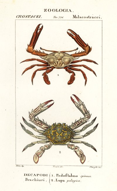 Periscope Crab and Flower Crab by Corsi Corsi