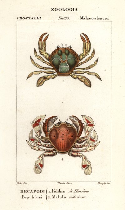 Swimming Crab and Moon Crab by Corsi Corsi