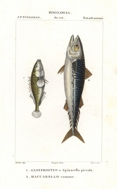 Three-spined stickleback and Atlantic mackerel by Corsi Corsi
