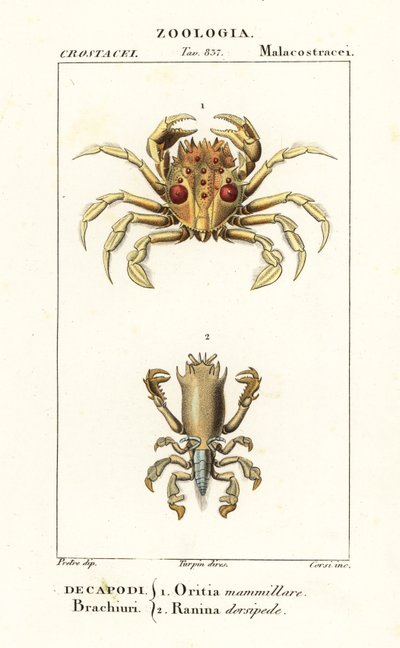Tiger crab and frog crab by Corsi Corsi