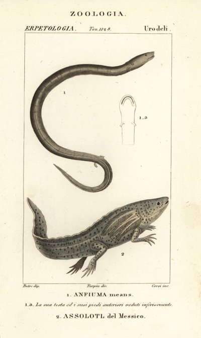 Two-toed amphiuma, Amphiuma means, and critically endangered axolotl or Mexican walking fish, Ambystoma mexicanum by Corsi Corsi