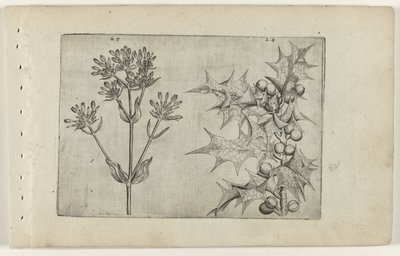 Centaury(?) and Holly (Cognoscite lilia series) by Crispijn van de Passe (I) (attributed to)
