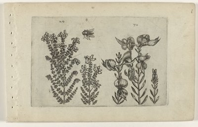 Common Heather and Broom (Cognoscite lilia) by Crispijn van de Passe (I) (attributed to)