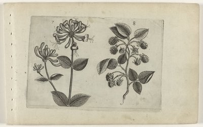 Honeysuckle and Raspberry, Cognoscite Lilia by Crispijn van de Passe (I) (attributed to)
