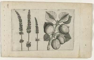 Lavender and Apricot, Cognoscite Lilia by Crispijn van de Passe (I) (attributed to)