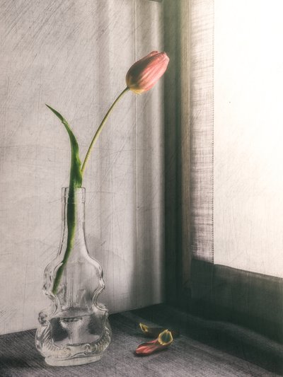 Delicate Pink Tulip by Cristiano Giani