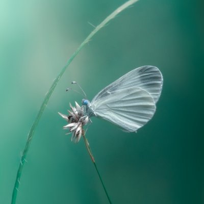 Delicate White Butterfly by Cristiano Giani