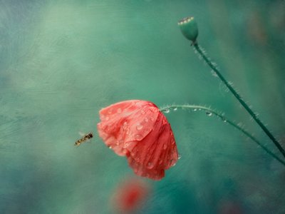 Poppy Flower and Hoverfly by Cristiano Giani