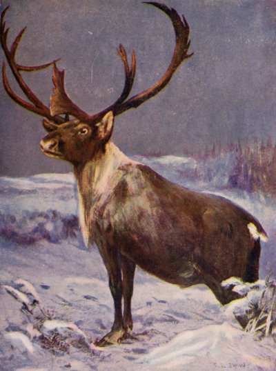 At the Zoo: Reindeer by Cuthbert Edmund Swan