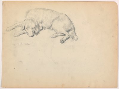 Dash (a Setter), ca. 1862 by Daniel Huntington