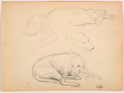 Milo (a Pointer), Several Studies, ca. 1862 by Daniel Huntington