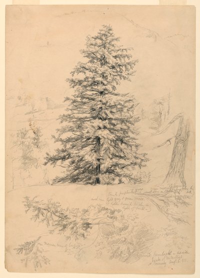 Study of a Hemlock, North Conway, New Hampshire, August 6, 1855 by Daniel Huntington