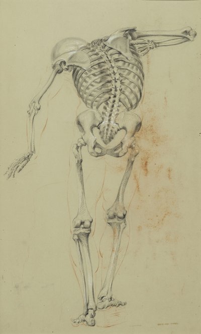 Skeleton Study by Daniel Huntington