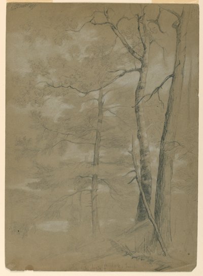 Study of Hemlock and Beech, White Lake by Daniel Huntington