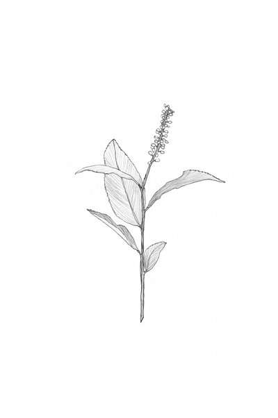 Botanical Line Drawing by Danushka Abeygoda