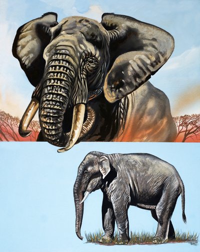 All Sorts of Elephants by David Pratt