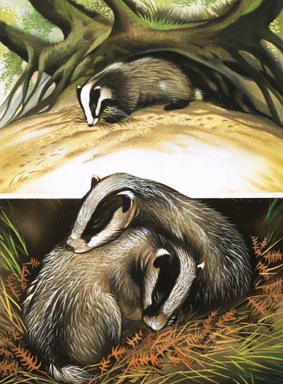 Mr and Mrs Badger at Home by David Pratt