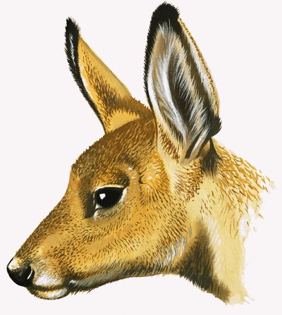 Roe Deer by David Pratt
