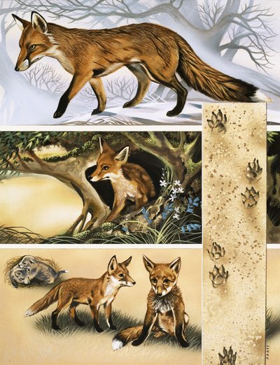 The Fox by David Pratt