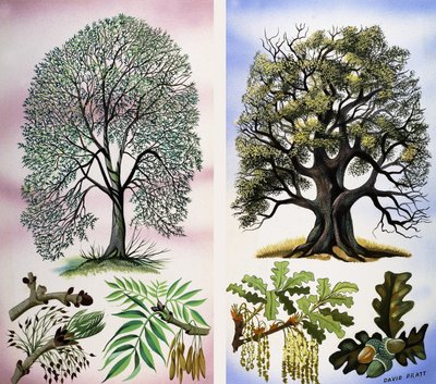 Trees You Can See by David Pratt