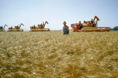 A farmer walks through waist-high wheat as combines churn behind him. Partridge, Kansas. by Dean Conger
