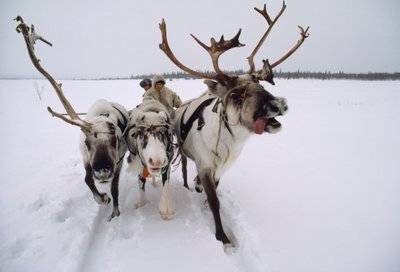 Reindeer pull a Saami, or Lapp, header on a sleigh through snow. Near Lovozero, Russia by Dean Conger