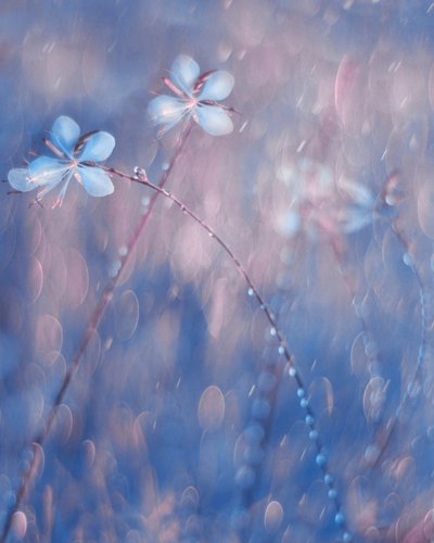 Delicate Dewdrop Flowers by Delphine Devos